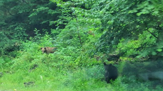 200 de alerte privind prezența urșilor, vara aceasta