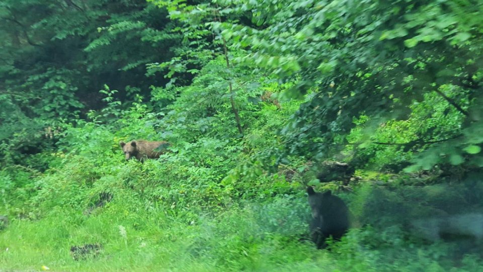 200 de alerte privind prezența urșilor, vara aceasta