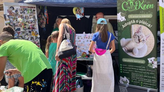 Pisici adoptate, dar nu în orice condiții