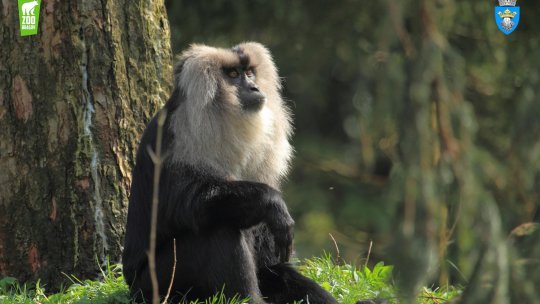 Veterinar brașovean în echipa unui program european de protecție a speciilor