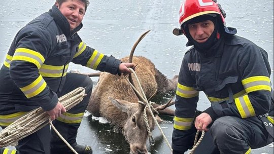 Un cerb a rămas blocat în gheața unui lac și a fost salvat de pompierii brașoveni