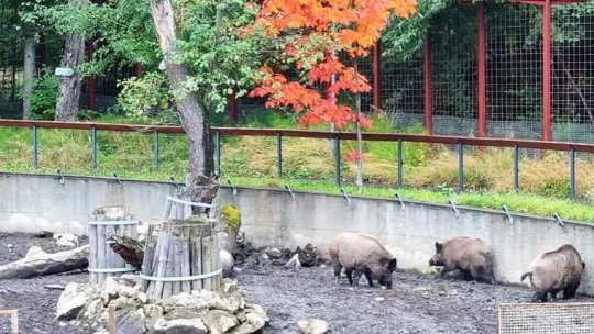 Un asistent AI pentru supravegherea non-stop a animalelor de la Grădina Zoologică Brașov
