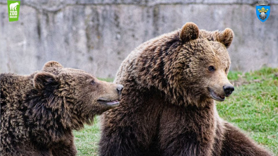 „Ziua Ursului”, la Grădina Zoologică Brașov