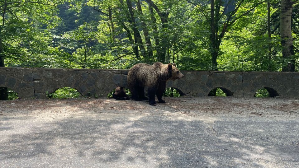 Animalele sălbatice au produs anul trecut sute de pagube în gospodăriile din județul Brașov