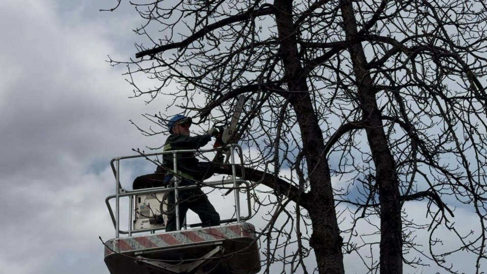 Toaletarea arborilor din apropierea rețelelor electrice, pentru prevenirea întreruperilor de curent