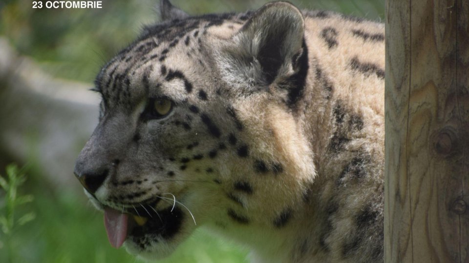 Ziua Leopardului Zăpezilor, marcată la Zoo Brașov