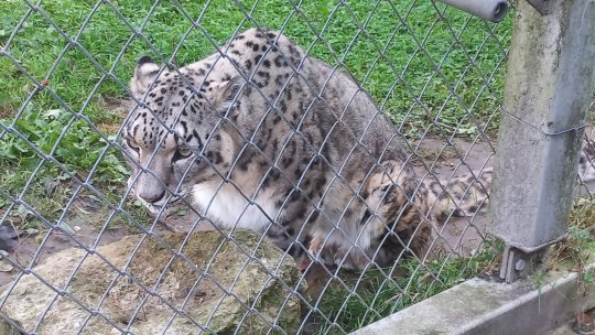 Ziua Internațională a Leopardului Zăpezilor, la Zoo Brașov