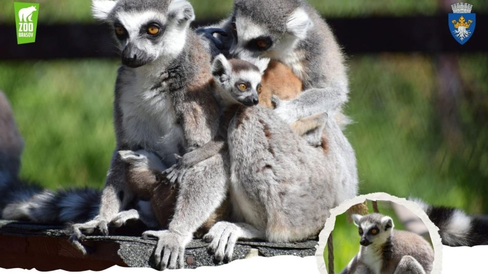 Ziua Mondială a Lemurilor va fi sărbătorită la Zoo Brașov