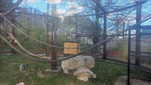 Ziua Mondială a Lemurilor, marcată la Zoo Brașov