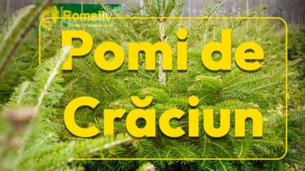 Romsilva scoate la vânzare peste 16.000 de pomi de Crăciun