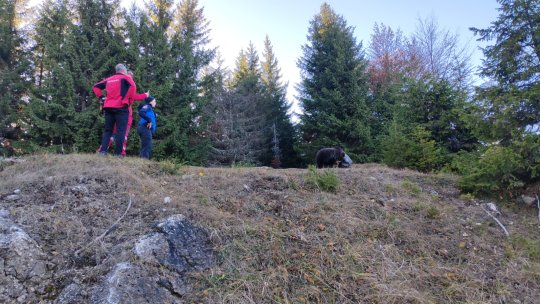 Jandarmii brașoveni, misiune contra cronometru pentru salvarea unui pui de urs