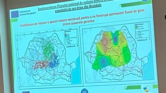 Cioban din Cincu: „Suntem vânați de urși!”