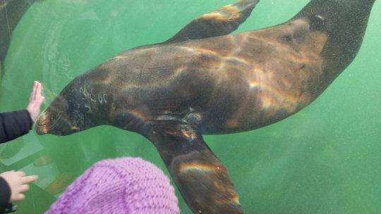 Puteți adopta leii de mare, focile sau pinguinii de la Zoo Brașov