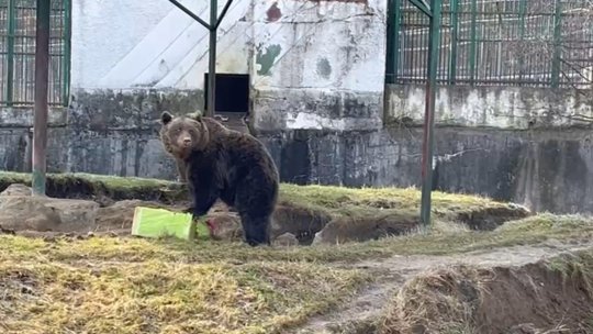 Ziua Ursului la Zoo Brașov