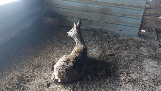 Căprioară salvată de jandarmi, după ce a fost rănită de câini fără stăpâni