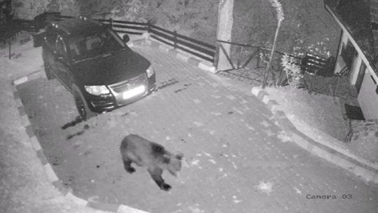 VIDEO Poiana Brașov, ‘’sub asediul urșilor!’’