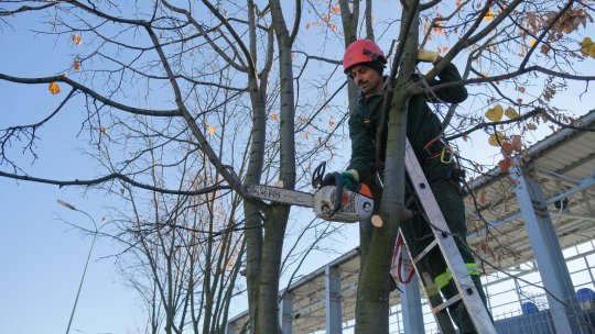 Specialiștii în silvicultură: "Tăierile controlate de arbori, o măsură necesară pentru siguranța oamenilor"