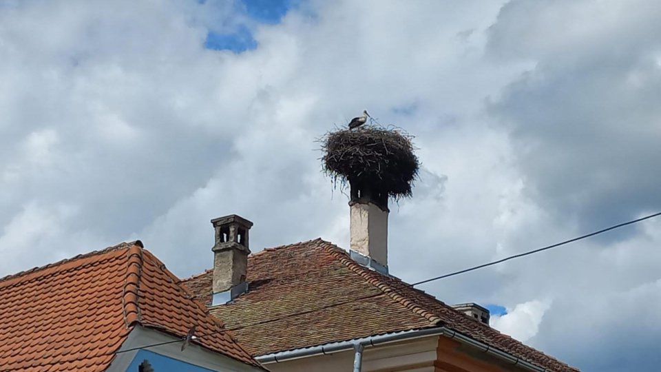 Berzele pot rezista frigului din aceste zile, susțin specialiștii