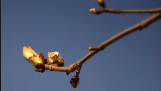 Echinocţiul de primăvară va avea loc mâine, la ora 11:01