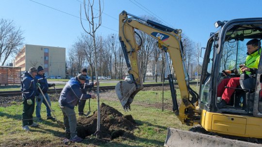 VIDEO Plantări de arbori, în muncipiul Brașov