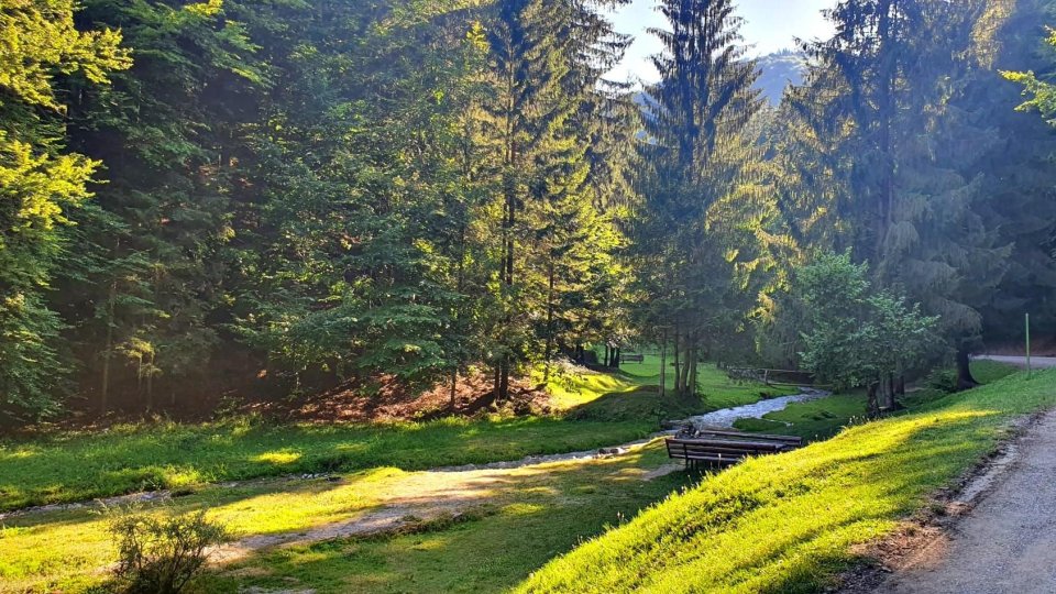 25 martie - Ziua Națională a Pădurilor