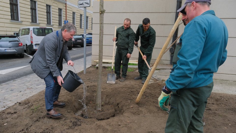 Arțarul tăiat din fața Facultății de Inginerie Mecanică a fost înlocuit cu un tei