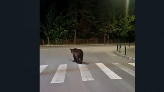 Bărbatul atacat de un urs în Predeal rămâne în stare critică