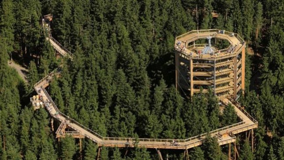 Brașovul ar putea avea o „potecă în vârful arborilor“