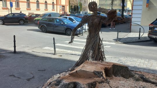 Arțarul din fața Facultății de Mecanică a fost tăiat de autorități