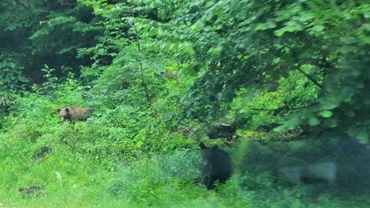 Sanctuarul Libearty vrea să preia puii de urs rămași singuri după ce ursoaica a fost împușcată
