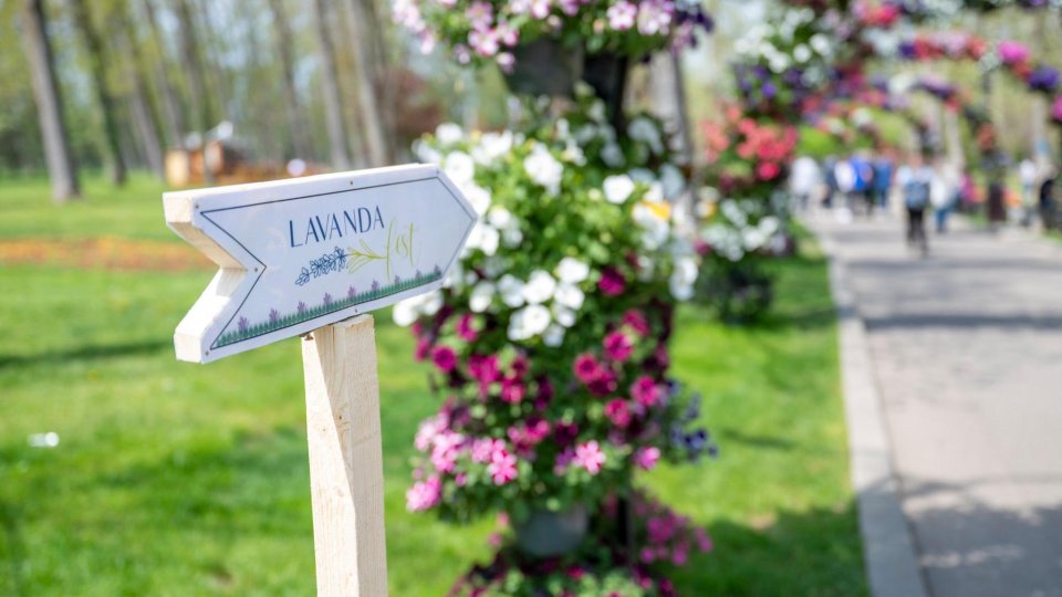 Lavanda Fest revine la Brașov