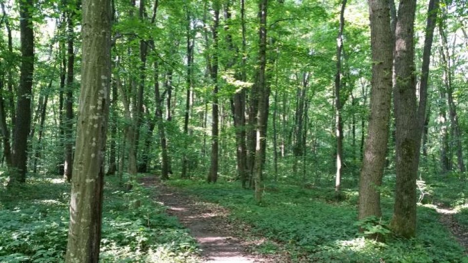 Brașovul va avea 2000 de hectare de pădure parc