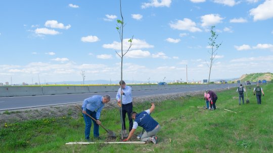 1.000 de arbori și arbuști pentru un kilometru de centură verde a Brașovului!