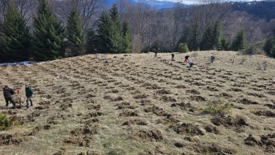 Peste 70.000 de puieți vor fi plantați la Săcele anul acesta