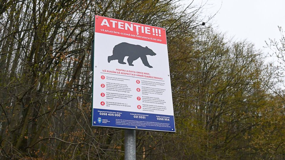 Întâlnire la Primărie pentru gestionarea incidentelor legate de prezența urșilor în oraș