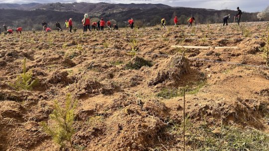Campania de împăduriri de primăvară Romsilva, un succes