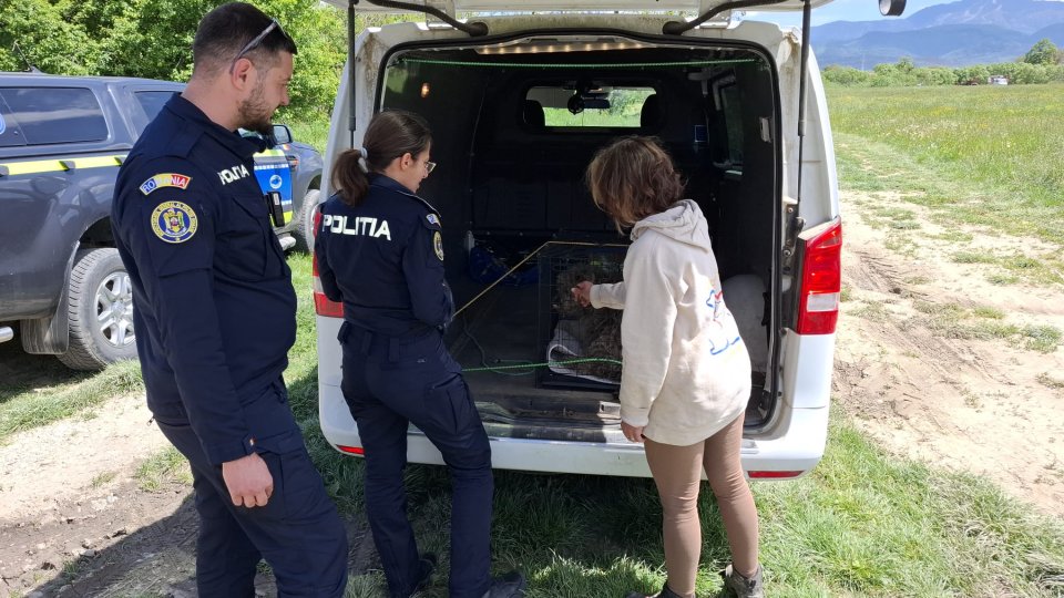 6 câini bolnavi găsiți de polițiști la Vulcan. Stăpâna animalelor a fost amendată