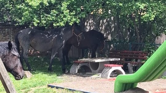 Cai liberi în centrul Braşovului