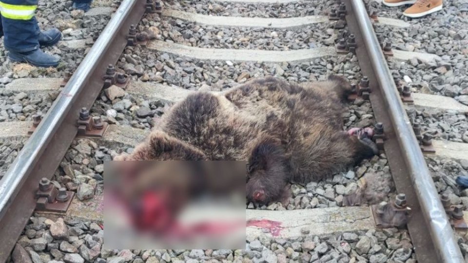 Urs ucis de tren, între Hărman și Budila