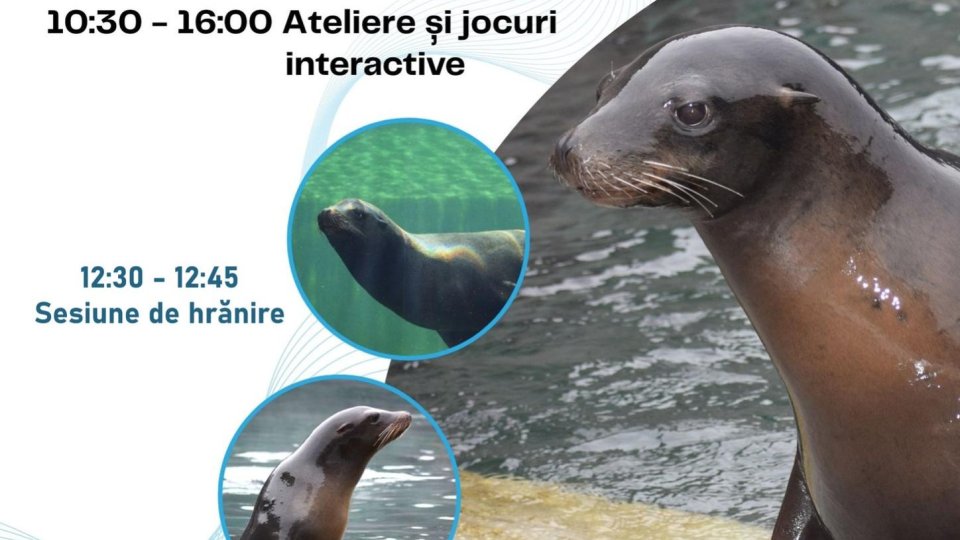 Ziua Mondială a Leilor de Mare, sărbătorită la Zoo Brașov