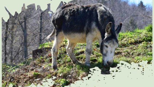 Ziua Mondială a Măgarului va fi marcată la Zoo Brașov