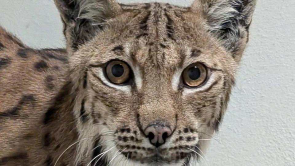 Ziua Internațională a Râsului va fi marcată la Zoo Brașov