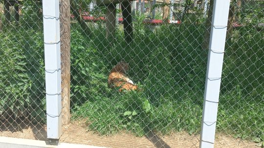 Aris și Hapciu, sărbătoriții zilei la Grădina Zoologică Brașov