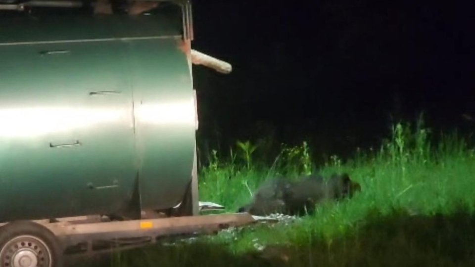 Pui de urs, capturat și relocat