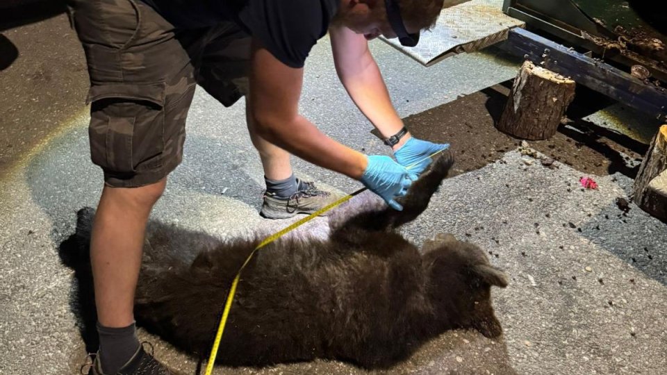 Mai puțin cu doi urși în stațiunea Râșnov