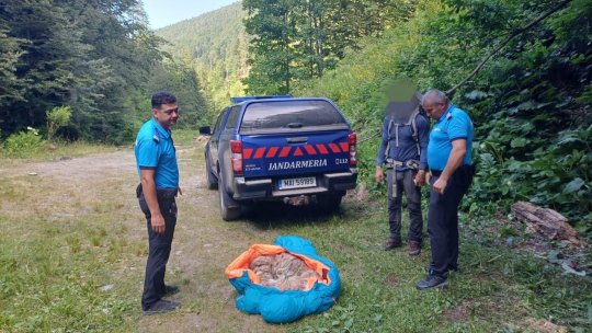 Misiune specială pentru un câine aflat în pericol