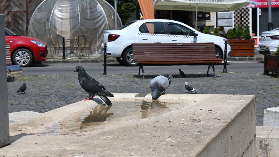 Cod galben de caniculă