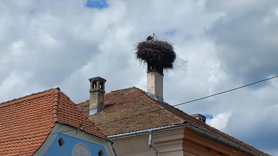 Voluntarii sunt așteptați la a doua etapă a recensământului berzelor