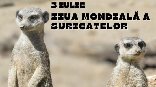 Ziua Mondială a Suricatelor, la Zoo Brașov