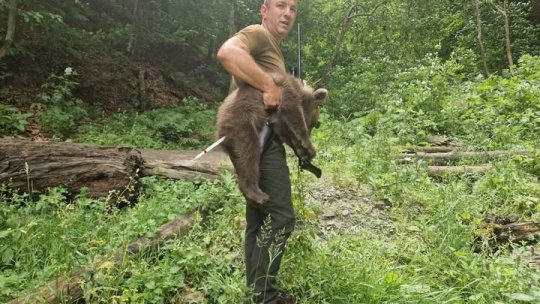 Unul dintre puii ursoaicei împușcate zilele trecute în zona Transfăgărșan a fost găsit